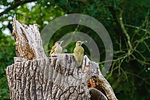 Pair of Green Woodpecker (Picus viridis) perched on a tree trunk
