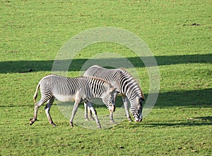 Grevys Zebras photo