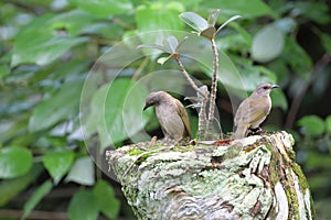 A pair of Grey-bellied Cuckoo birds perched on a chopped tree trunk