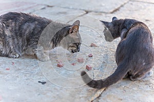 A pair of grey cats eating food at the square in Dome of rock, Jerusalem, Israel