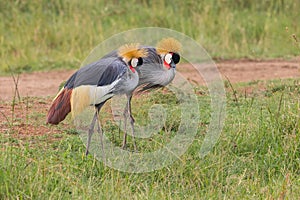 Pair of Grey Crowned Cranes Foraging