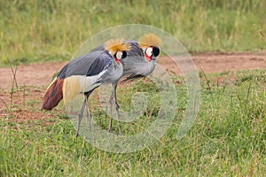 Pair of Grey Crowned Cranes Foraging photo