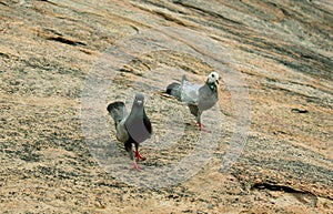 A pair of the grey doves walks on the rocks.