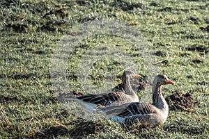 Pair of grey geese stands on a green meadow in spring