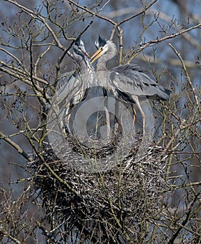 Pair of Grey Herons on Nest.