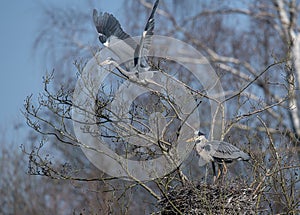 Pair of Grey Herons on Nest.