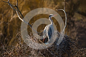 A pair of grey herons standing on a nest with eggs
