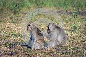 A pair of grey monkey are helping each other on Savanna Bekol, Baluran. Baluran National Park is a forest preservation area that