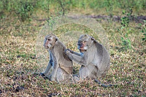 A pair of grey monkey are helping each other on Savanna Bekol, Baluran. Baluran National Park is a forest preservation area that