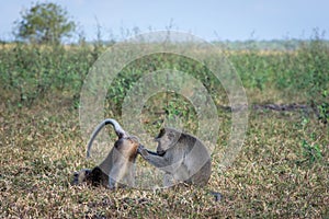 A pair of grey monkey are helping each other on Savanna Bekol, Baluran. Baluran National Park is a forest preservation area that