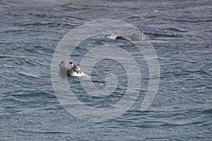 Pair of Grey seals (Halichoerus grypus) swimming in the Bay of Fundy