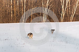 Pair of Grey Wolves Canis lupus Move Across Snowy Field