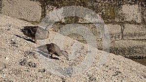 Pair of greylag goose goslings portrait on sandy river bank in summer