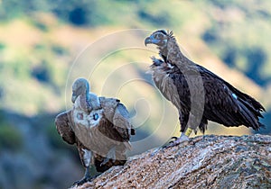 Pair of Griffon Vulture and Black Vulture