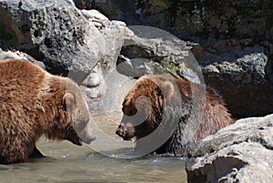 Pair of Grizzly Bears Wading in a Shallow River