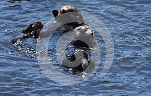 Pair of Grooming Sea Otters Floating on His Back