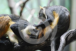 Pair of Grooming Wolf`s Guenon Monkeys in the Wild
