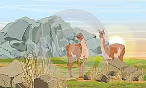 Pair of guanaco llamas in the meadow in front of the mountains. Mountain area with rocks, grass and bushes. Lama guanicoe. Wild an