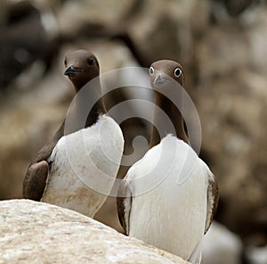 A pair of Guillemots on Inner Farne