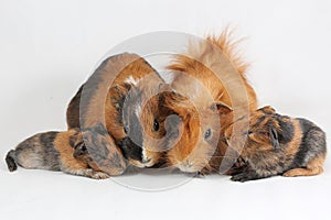 A pair of guinea pigs with their two babies resting.