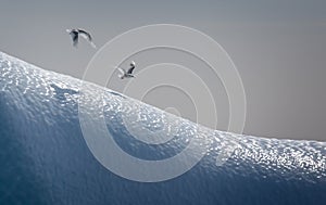 Pair of gulls flying low over iceberg with shadows on the ice photo