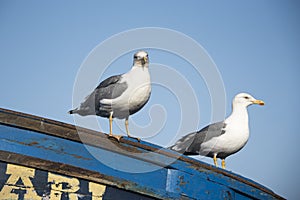Pair of gulls sat on the prow of small blue fishing boat