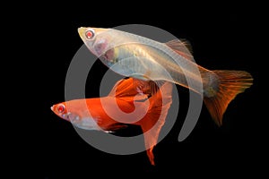 A pair of guppies are swimming together in an aquarium.