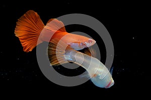 A pair of guppies are swimming together in an aquarium.