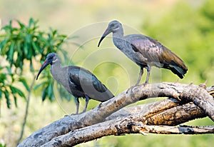 Pair of Hadadas on a tree