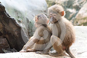 A pair of Hamadryas Baboon Juveniles cuddling together