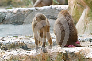 A pair of Hamadryas Baboon Juveniles in the wild