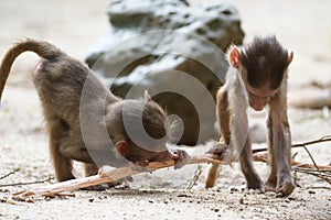 A pair of Hamadryas Baboon Juveniles in the wild