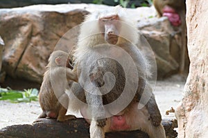 A pair of Hamadryas Baboon Juveniles in the wild