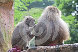 A pair of Hamadryas Baboons with one grooming the other