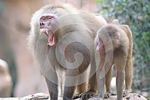 A pair of Hamadryas Baboons with one mouth agape