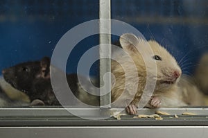 Pair of hamsters, black and white hamster