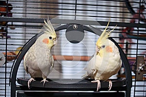 Pair of Hand Reared Cockatiels