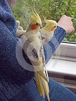 Pair of Hand Reared Cockatiels