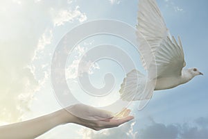 Pair of hand releasing white pigeon bird freedom wings flying on blue sky background