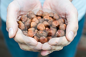 Pair of hands holding raw hazelnuts