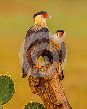 Pair of handsome Crested Caracara pose on tree stump