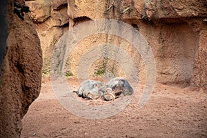 Pair of happy sleeping warthogs