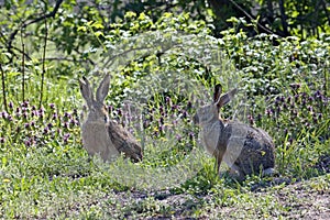 Pair of hares during the breeding season photo