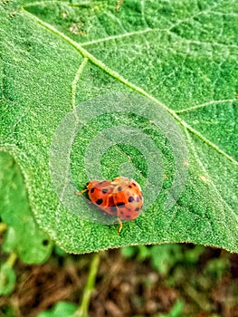 A pair of harlequin ladybugs & x28;Harmonia axyridis& x29; bump into each other on a blade of grass.