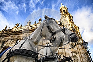 Pair of harnessed horses with Cathedral of Holy Trinity on background. Theaterplatz in Dresden, Germany. November 2019