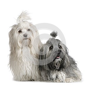 Pair of Havanese dog