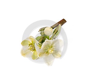 Pair of hellebore isolated flower