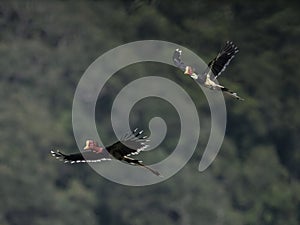 A pair of Helmeted Hornbill flying