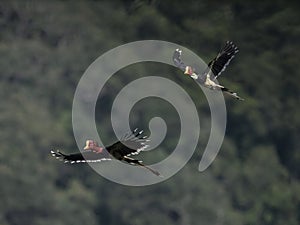 A pair of Helmeted Hornbill flying photo
