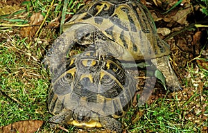 PAIR OF HERMANN`S TORTOISE testudo hermanni